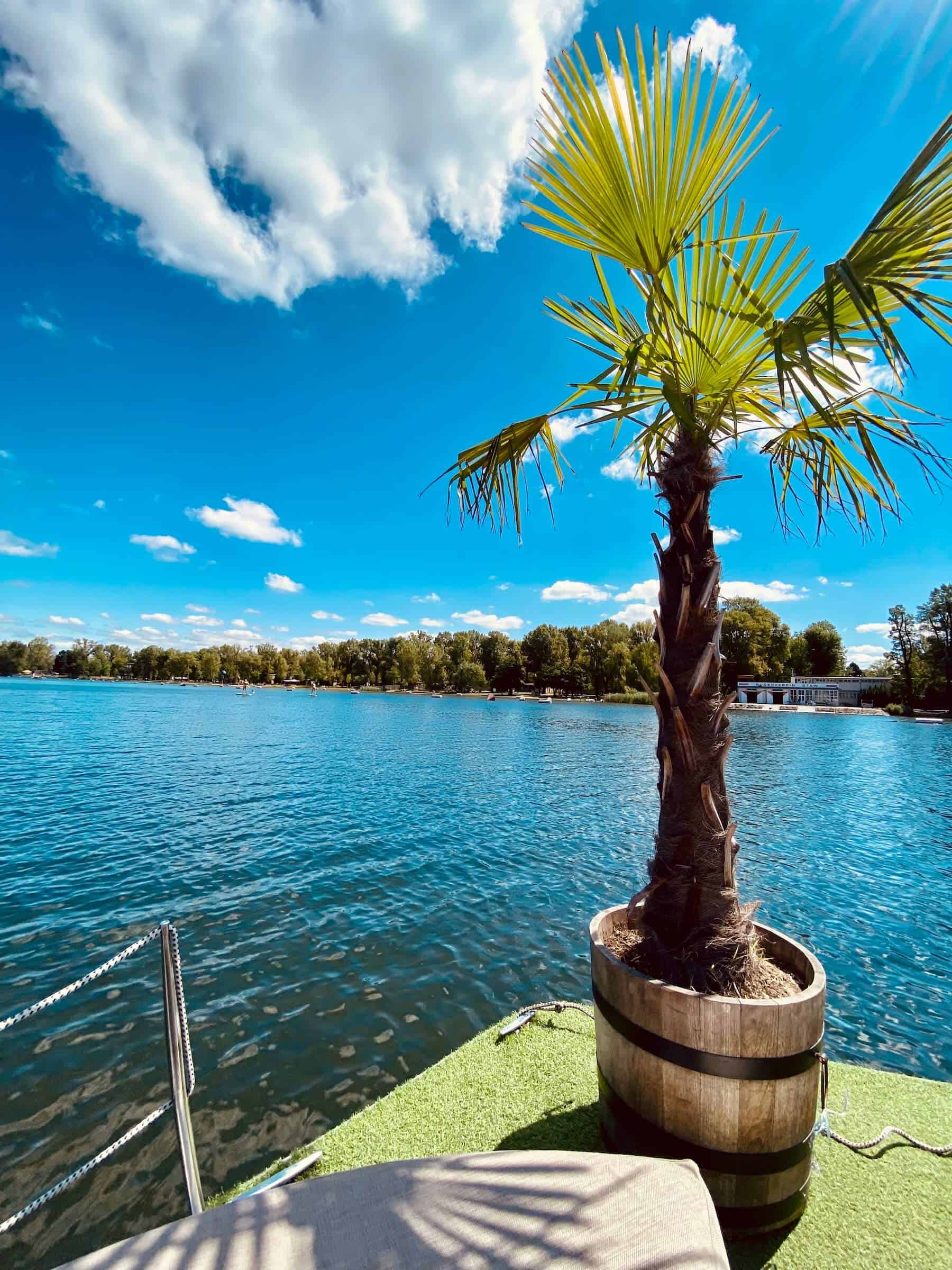 Alte Donau mit schimmernd blauen Wasser. Eine Palme steht am Rand vom Boot. Eine schöne weiße Wolke am Himmel.