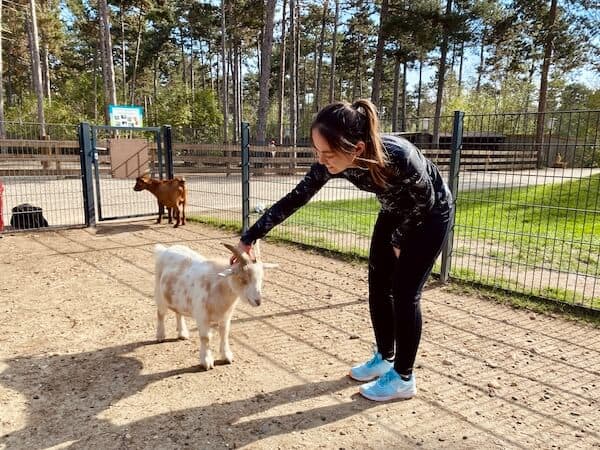 Mädchen streichelt Ziege am Kopf im Erlebnispark Gänserndorf. Abgeschlossenes Gehege. Im Hintergrund eine andere braune Ziege.