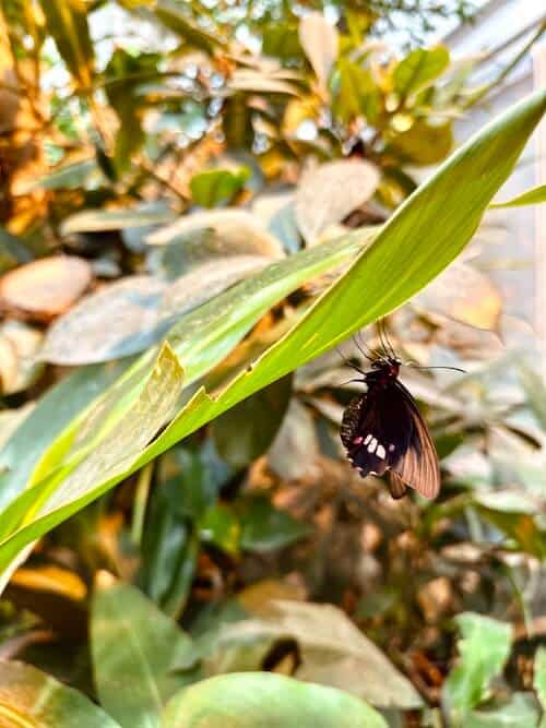 Schwarzer Schmetterling sitzt Kopfüber auf einem Blatt.
