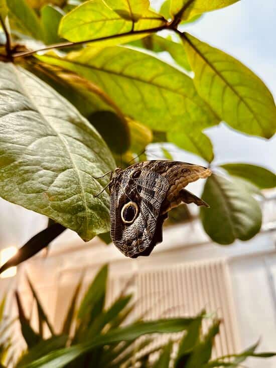 Schmetterling sitzt auf Blatt.
