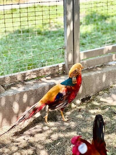 Schöner Huhn im Wildpark Kleintiergehege