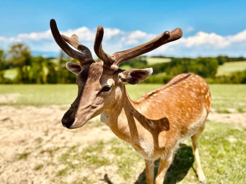 Freizeit-in-Wien-Wildpark-Hochrieß2 Hirsch im Wildpark Hochrieß. Nahaufnahme, schön Sonnig.