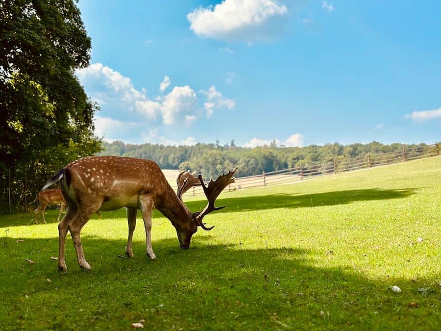 Hirsch auf einer saftig grünen Wiese. Blauer Himmel.
